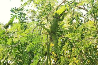 Beautiful oasis of peace in the heart of Pradomar! - Puerto Colombia - 5