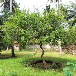 White Butterfly - A Countryside Homestay - Trivandrum - 3