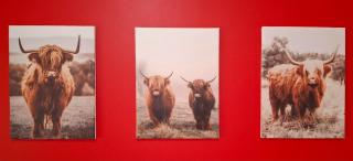 The Highlander - Flowerdale - 5