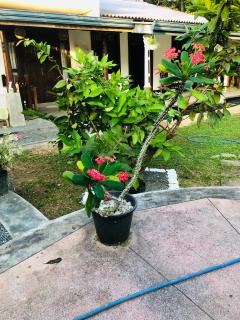 Freedom Breeze - Talpe - 6