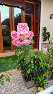 Bang Brahim Roomstay - Parit Raja - 9