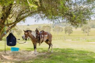 Ellangowan Equine Retreat by Tiny Away - - 8