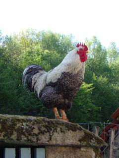 Petite Ferme d'Autrefois - Saint-Georges-Nigremont - 5
