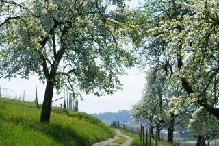 Beim Dorfbach - Die Hofchalets - Kressbronn am Bodensee - 9