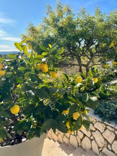 PLEIN SUD - Tourrettes-sur-Loup - 4
