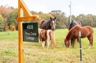 Pine Cone Cottage - Hamptonville - 7