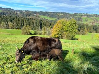 Ferienhof Sinz im Allgäu - 6