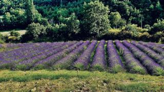 Mas de Charme - Les Angelettes - Saint-Ferréol-Trente-Pas - 6