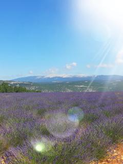 En pleine foret - Aurel - 7