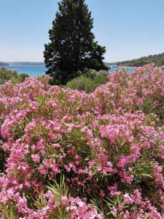 Apartment Vanja - Mali Lošinj - 2