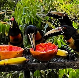 El Valle de Anton La Chachalaca - Valle de Anton - 5