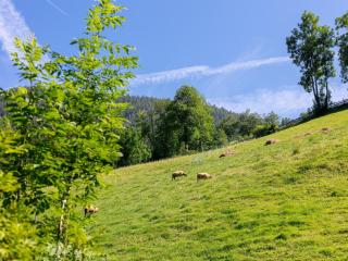 Appartements Zellner - Alpbach - 8
