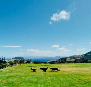 Hilltop Whakaipo Estate - Taupo - 3