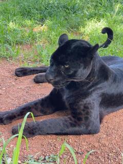 Simba Safaris African Pride Exotic Lodge - 2