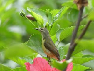 Magpie homestay & jungle trekking especially for guest trekking with us - 1