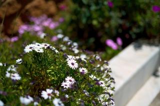 Elegant family apartment with marvelous garden - Athens - 6