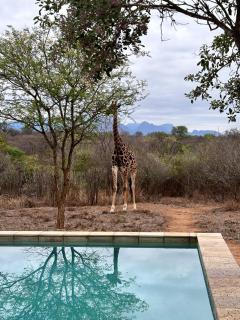 Villa Tall Horse - Zandspruit Bush and Aero Estate - Hoedspruit - 3