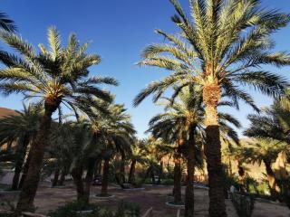 camping la palmerie rachid - - 6