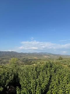 Large Country House near the sea - 7