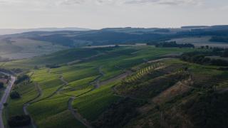 Weingut und Gästehaus Holger Alt - Monzingen - 6