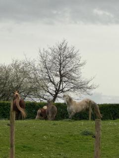 Countryhouse Zuid-Limburg - Nuth - 8