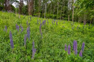 Modern Cozy Apt Hiking Skiing Touring 2nd Floor - 8