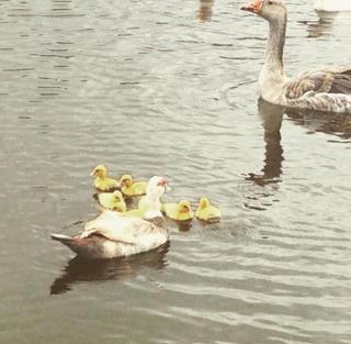 Flat no Winterville em Gravata - 0