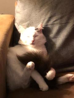 Boucan vue mer et manguiers - 6