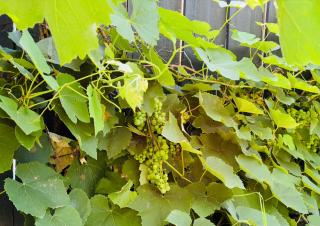 Acacia Cote - Whitianga Holiday Home - 3