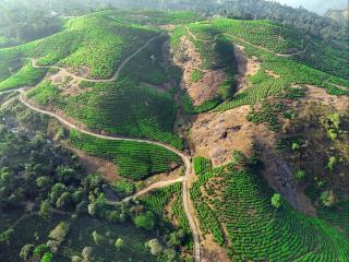 Vagamon forest canopy - Vagamon - 7