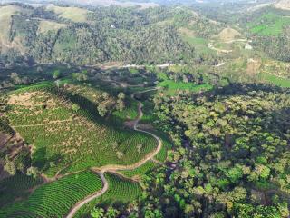 Vagamon forest canopy - Vagamon - 8