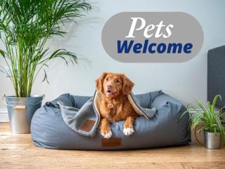 Pet-Friendly Haven in San Antonio - San Antonio - 2