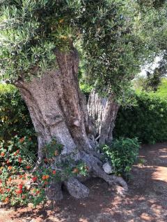 Villa Adele Monopoli,Puglia - Faccia di Trippa - 2