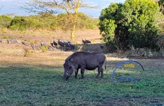 Cysha Paradise - Ol Pejeta Conservancy - 1