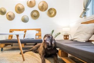 KAHILOM Nest Self-Service Home in Rainforest Nest with Kitchen - Pet Friendly, Monkeys, Bats! - - 3