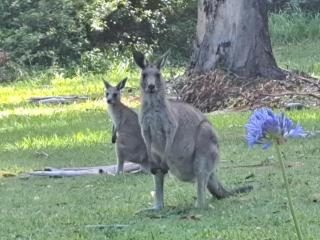 Forest view bungalow - Nambucca Heads - 2