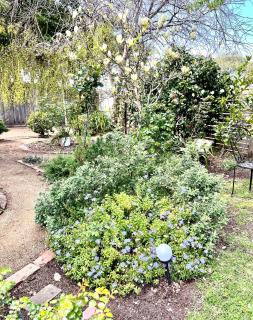 Rosehaven on Rosebud - Rosebud - 6