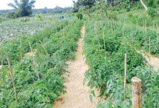 TGE Resort and Farmhouse - 3