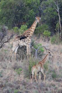 The Lions Foundation Rescue & Conservation Centre at Schrikkloof - 4