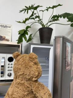 TeddyTeddy - 2