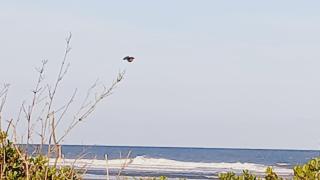 Casa em Ilha do Mel na Praia Grande Nova Brasília - 6