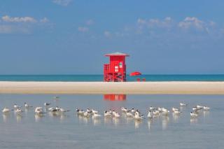 Quiet Cottage Walk to Siesta Key Relax Or WORK - Sarasota - 7
