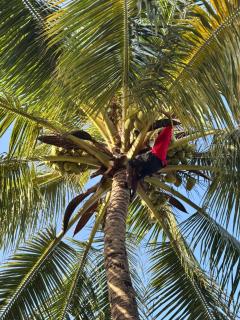 Mango Beach House - Jambiani - 3