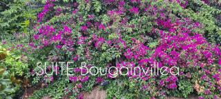 SUITE Bougainvillea - Lliçà d'Amunt - 9
