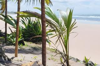 Licuri Praia de Algodões - Maraú - 0