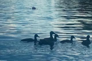 Mooseleuk Lodge - The Highlands - 4