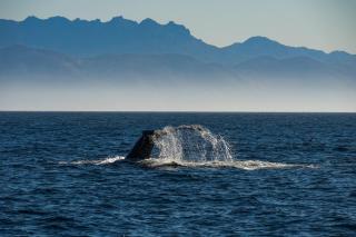 Staybridge Suites Oxnard - River Ridge by IHG - 0