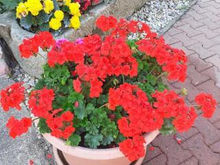 Holiday apartment near the forest in Lichtenhain - Sebnitz - 3