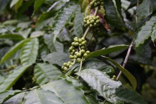 Coffee island resort - Kaniyāmbetta - 8