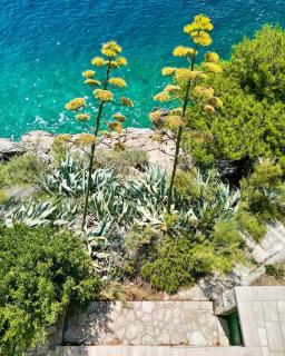 Apartment Villa Mirna - Makarska - 6